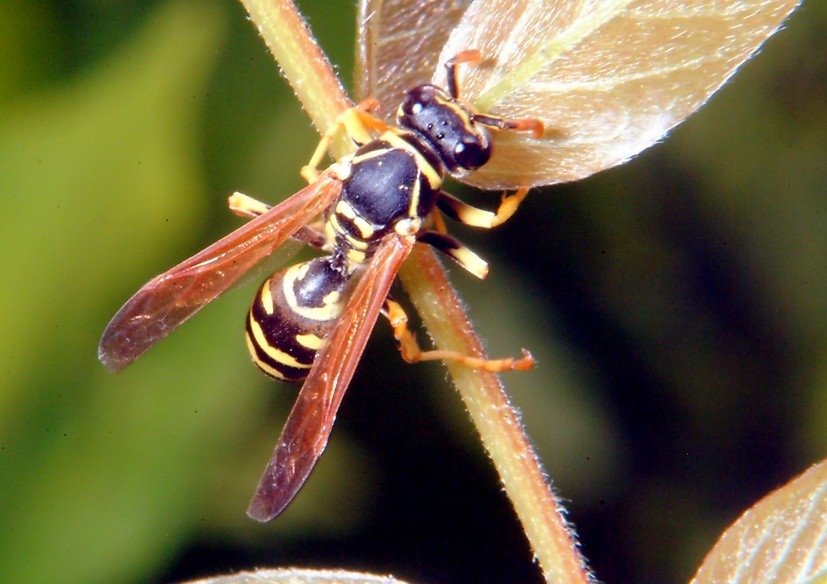 Polistes bruca